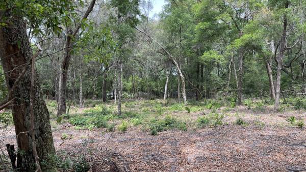 Wide, open stretch of cleared woodland with leaf-covered ground and young green growth beneath tall oaks
