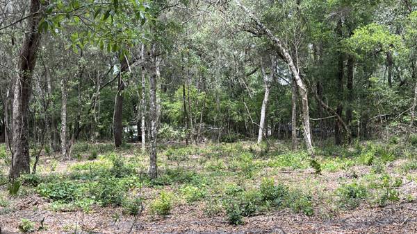 Stand of hardwoods with saw palmetto and green ground cover across a cleared forest floor