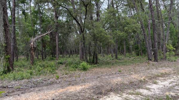 Sandy cleared path curving along a tree line of tall pines and hardwoods