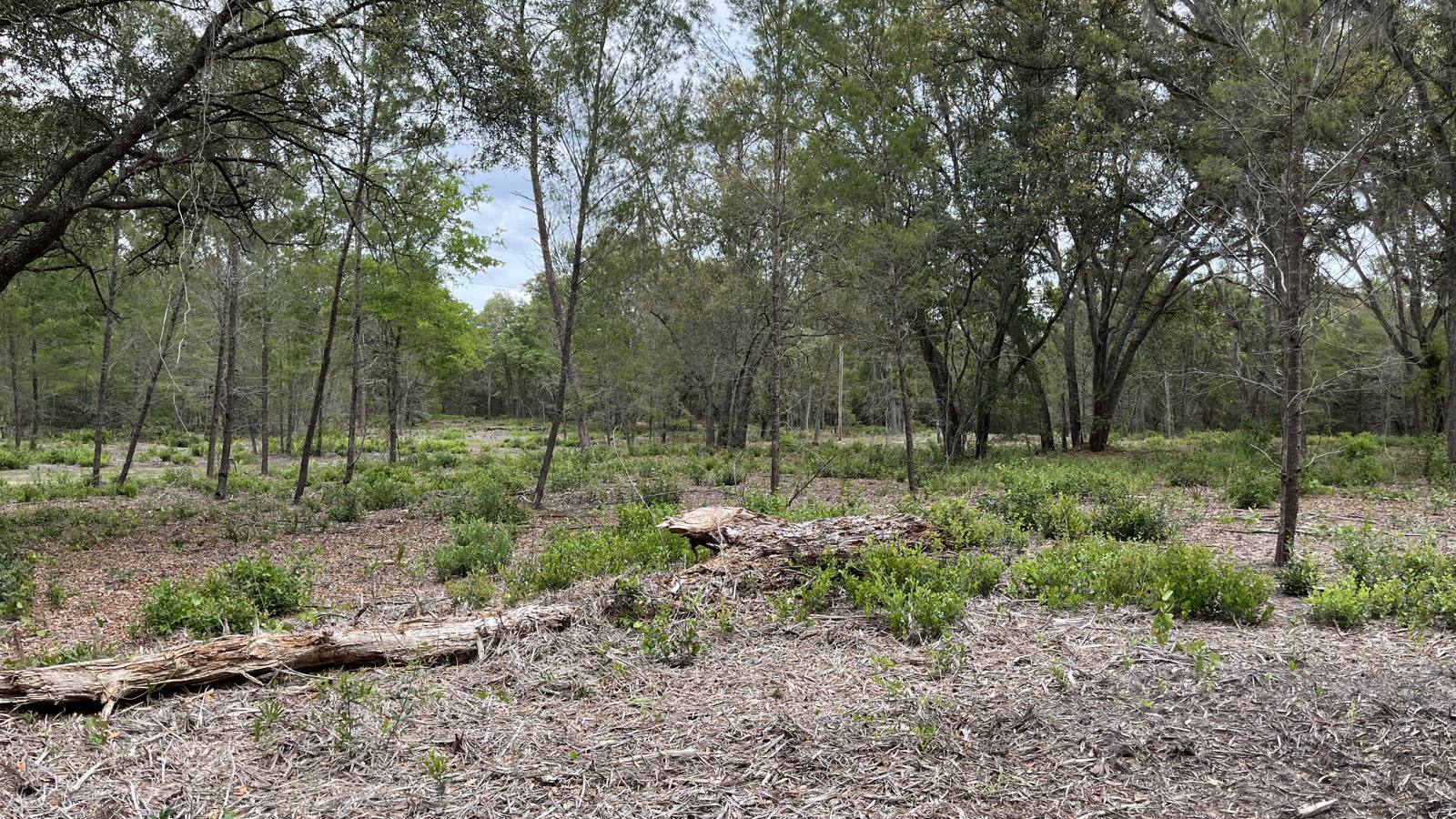 Open, park-like clearing with a fallen log, scattered oaks and pines, and low green shrubs