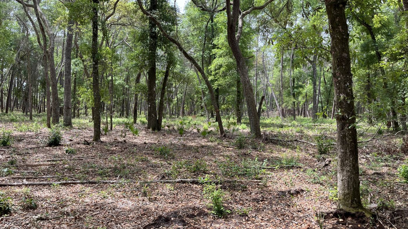 Sunlit woodland of tall oaks and pines over an open, leaf-covered forest floor after the underbrush was cleared